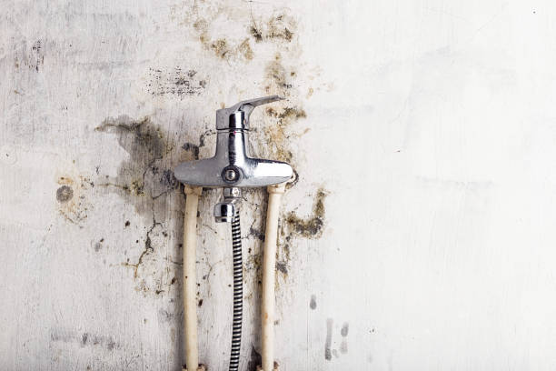 Best Affordable Mold Removal  in North Salt Lake, UT