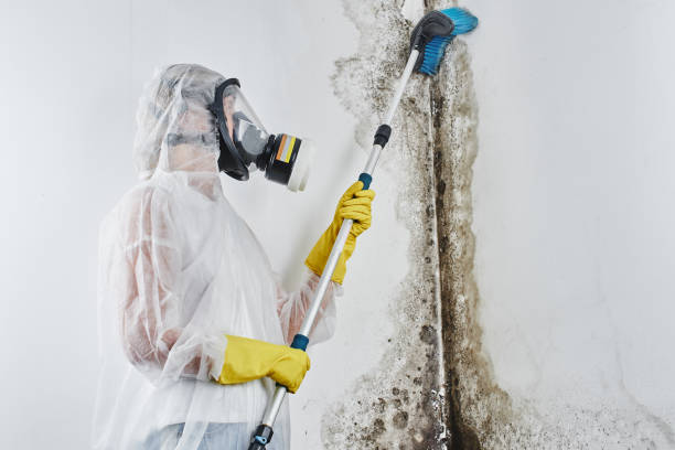 Best Mold Damage Repair  in North Salt Lake, UT