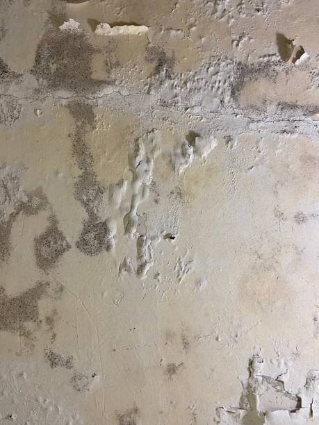 Best Black Mold Removal  in North Salt Lake, UT