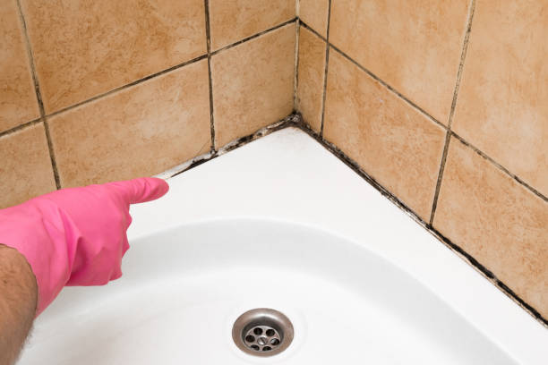 Best Certified Mold Removal  in North Salt Lake, UT