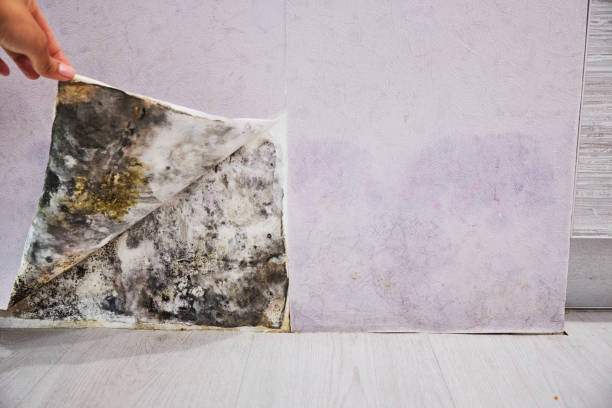 Best Residential Mold Removal  in North Salt Lake, UT